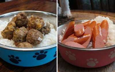 Mascotas alimento