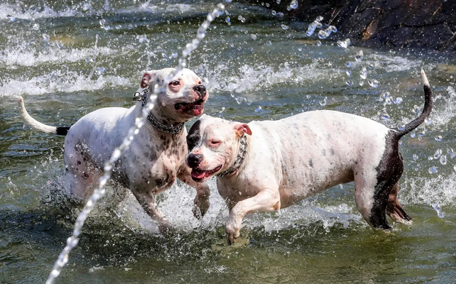 Mascota y dueño